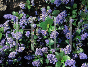 Picture of Ceanothus x 'Ray Hartman'