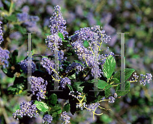 Picture of Ceanothus x 'Ray Hartman'