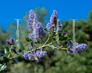 Picture of Ceanothus x 'Ray Hartman'