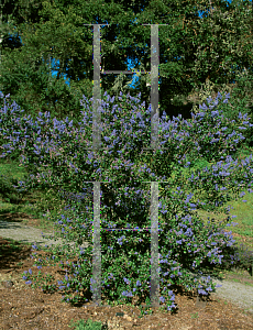 Picture of Ceanothus x 'Ray Hartman'