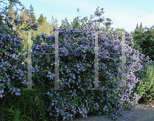 Picture of Ceanothus x 'Ray Hartman'