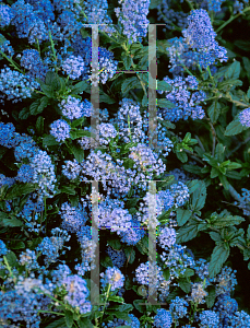 Picture of Ceanothus x 'Joyce Coulter'