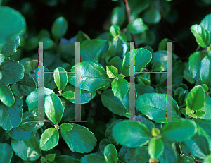 Picture of Ceanothus spinosus 