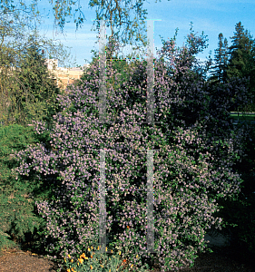 Picture of Ceanothus x 'Blue Buttons'