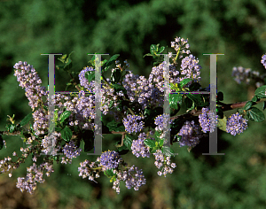 Picture of Ceanothus x 'Blue Buttons'