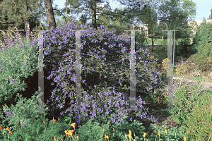 Picture of Ceanothus x 'Knowles Ryerson'