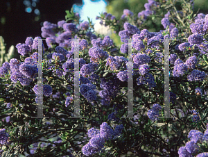 Picture of Ceanothus x 'Knowles Ryerson'