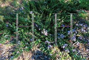 Picture of Ceanothus gloriosus 