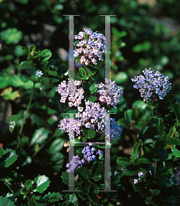 Picture of Ceanothus gloriosus 