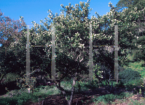 Picture of Ceanothus thyrsiflorus 'Snow Flurry'