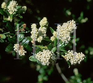 Picture of Ceanothus thyrsiflorus 'Snow Flurry'