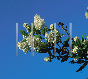 Picture of Ceanothus thyrsiflorus 'Snow Flurry'