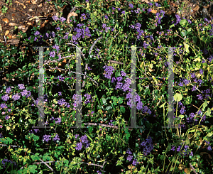 Picture of Ceanothus cuneatus 'Rodeo Lagoon'