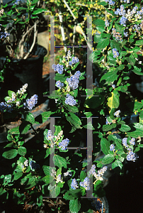 Picture of Ceanothus x 'Joyce Coulter'