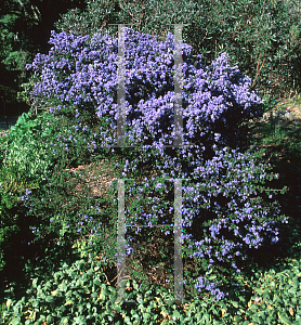 Picture of Ceanothus impressus 'Vandenberg'