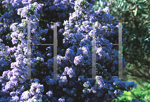 Picture of Ceanothus impressus 'Vandenberg'