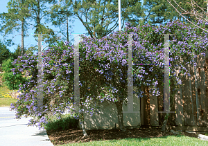 Picture of Ceanothus griseus var. horizontalis 