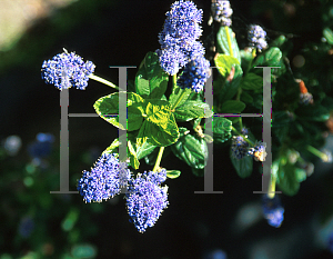 Picture of Ceanothus griseus var. horizontalis 'Louis Edmunds'