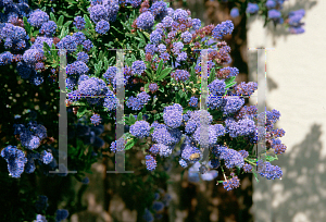 Picture of Ceanothus griseus var. horizontalis 