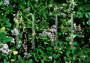 Picture of Ceanothus thyrsiflorus 