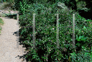 Picture of Ceanothus thyrsiflorus 