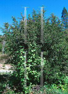 Picture of Ceanothus oliganthus var. sorediathus 