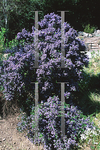 Picture of Ceanothus impressus 