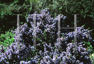 Picture of Ceanothus impressus 