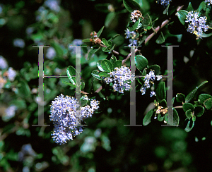 Picture of Ceanothus oliganthus 