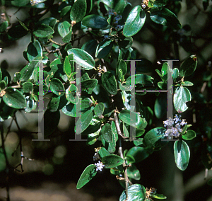 Picture of Ceanothus oliganthus 