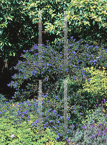 Picture of Ceanothus  'Concha'