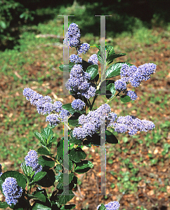 Picture of Ceanothus arboreus 'Trewithen Blue'