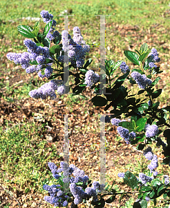 Picture of Ceanothus arboreus 'Trewithen Blue'