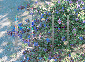 Picture of Ceanothus x 'Dark Star'