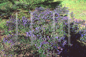 Picture of Ceanothus x 'Julia Phelps'