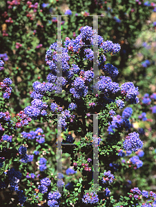 Picture of Ceanothus x 'Julia Phelps'