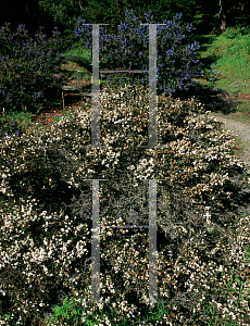 Picture of Ceanothus rigidus 'Snowball'