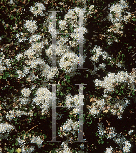 Picture of Ceanothus rigidus 'Snowball'