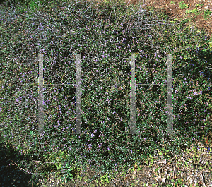 Picture of Ceanothus gloriosus var. porrectus 