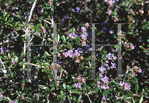 Picture of Ceanothus gloriosus var. porrectus 