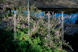 Picture of Ceanothus cuneatus var. rigidus 