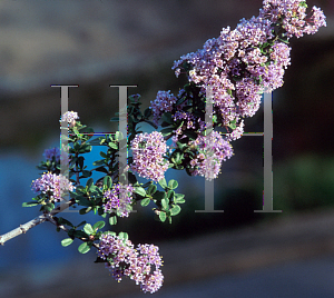 Picture of Ceanothus cuneatus var. rigidus 