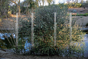 Picture of Ceanothus verrucosus 