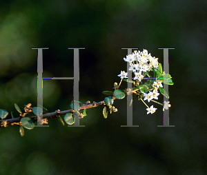 Picture of Ceanothus verrucosus 