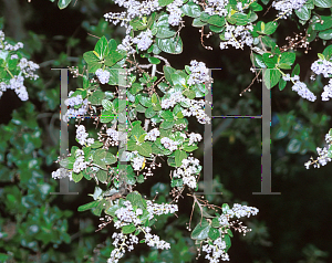 Picture of Ceanothus arboreus 