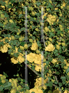 Picture of Fremontodendron californicum 