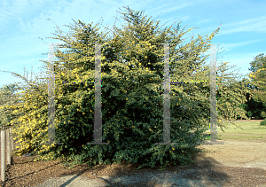 Picture of Fremontodendron californicum 