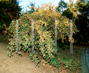 Picture of Fremontodendron x 'Ken Taylor'