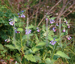 Picture of Symphytum caucasicum 