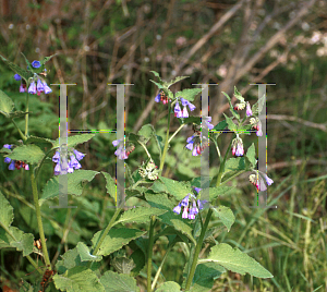 Picture of Symphytum caucasicum 